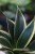 Sansevieria trifasciata Golden Hahnii (Sansewieria gwinejska) (3).JPG