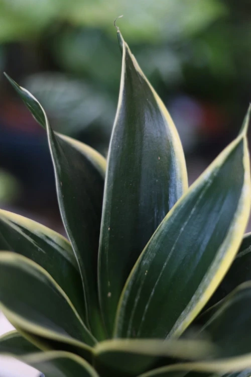 Sansevieria trifasciata Golden Hahnii (Sansewieria gwinejska) (3).JPG