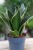 Sansevieria trifasciata Golden Hahnii (Sansewieria gwinejska) (4).JPG