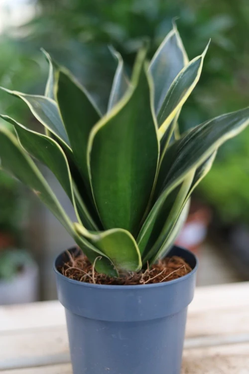 Sansevieria trifasciata Golden Hahnii (Sansewieria gwinejska) (4).JPG