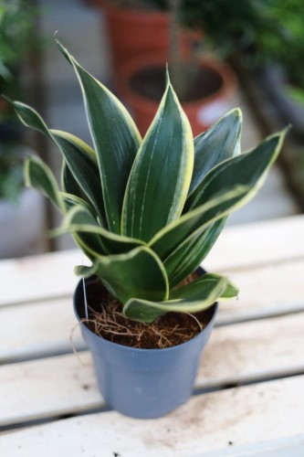 Sansevieria trifasciata Golden Hahnii (Sansewieria gwinejska) (1).JPG