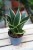 Sansevieria trifasciata Golden Hahnii (Sansewieria gwinejska) (1).JPG