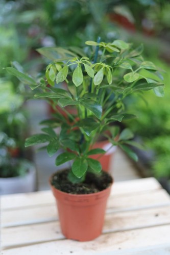 Schefflera Nora (2).JPG