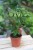 Schefflera Nora (2).JPG