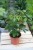 Schefflera Nora (3).JPG