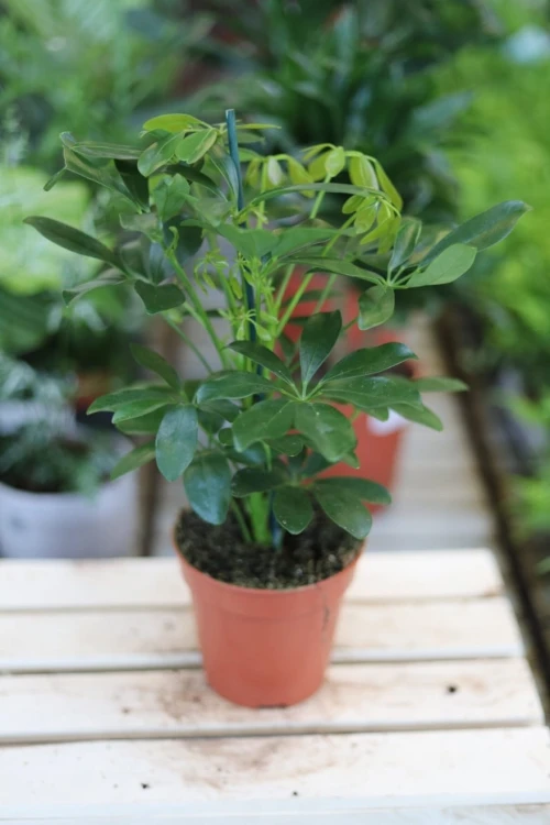 Schefflera Nora (1).JPG