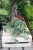 Scindapsus pictus Argyraeus (Scindapsus pstry) XL (2).JPG