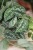 Scindapsus pictus Argyraeus (Scindapsus pstry) XL (3).JPG