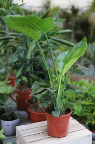 Strelitzia nicolai – efektowna roślina doniczkowa o dużych, zielonych liściach w kształcie wachlarza. Idealna do tropikalnych, nowoczesnych i przestronnych wnętrz.