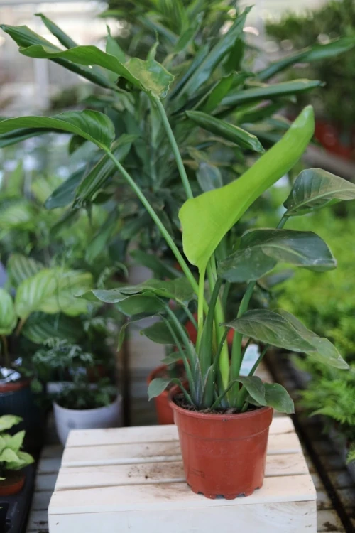 Strelitzia nicolai (Strelicja biała)