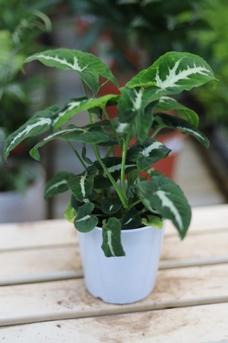 Syngonium wendlandii – elegancka roślina pnąca o aksamitnych, ciemnozielonych liściach z wyraźnym, srebrzystym unerwieniem.