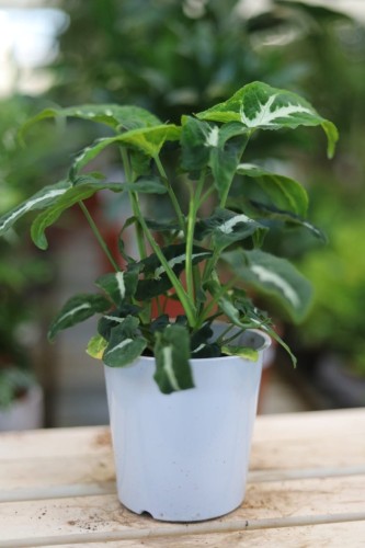 Syngonium wendlandii w aranżacji wnętrza – tropikalna roślina doniczkowa, która wprowadza do przestrzeni elegancję, głębię i egzotyczny klimat.