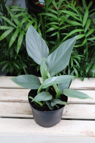 Philodendron hastatum ‘Silver Queen’ – dekoracyjna roślina doniczkowa o srebrzysto-zielonych, strzałkowatych liściach. Idealna do nowoczesnych i tropikalnych wnętrz.