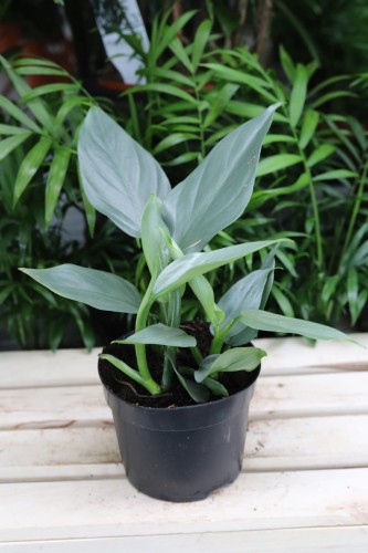 Philodendron hastatum ‘Silver Queen’ w aranżacji wnętrza – tropikalna roślina doniczkowa, która wprowadza do przestrzeni świeżość, elegancję i egzotyczny charakter.