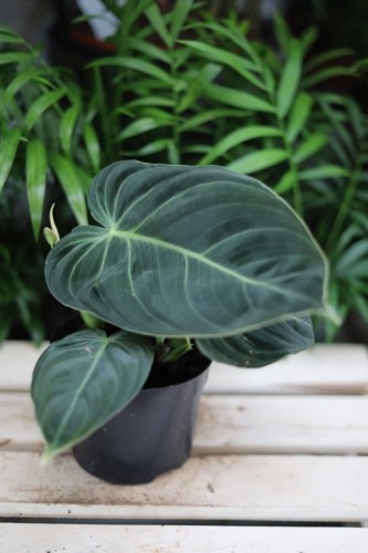 Philodendron melanochrysum – efektowna roślina doniczkowa o dużych, aksamitnych, ciemnozielonych liściach z jasnym unerwieniem. Idealna do tropikalnych wnętrz.