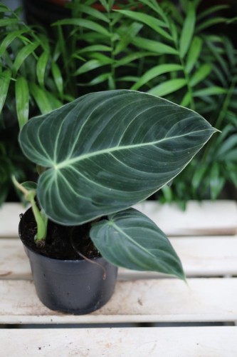 Zbliżenie liści Philodendron melanochrysum ukazujące aksamitną fakturę i kontrastowe unerwienie. Roślina o wyjątkowym, kolekcjonerskim wyglądzie.