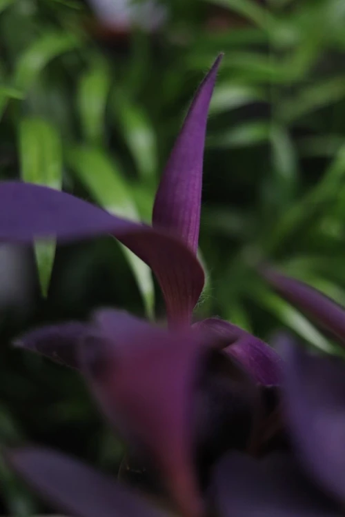 Zbliżenie liści Trzykrotki ‘Purple Heart’ ukazujące głęboki fioletowy kolor i delikatną, aksamitną strukturę liści. Roślina łatwa w pielęgnacji i bardzo dekoracyjna.