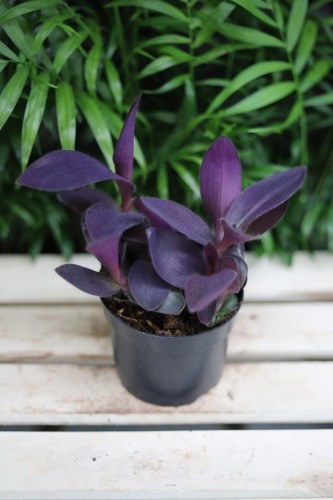 Trzykrotka ‘Purple Heart’ – efektowna roślina doniczkowa o intensywnie fioletowych, lancetowatych liściach. Idealna do wiszących donic i nowoczesnych wnętrz.