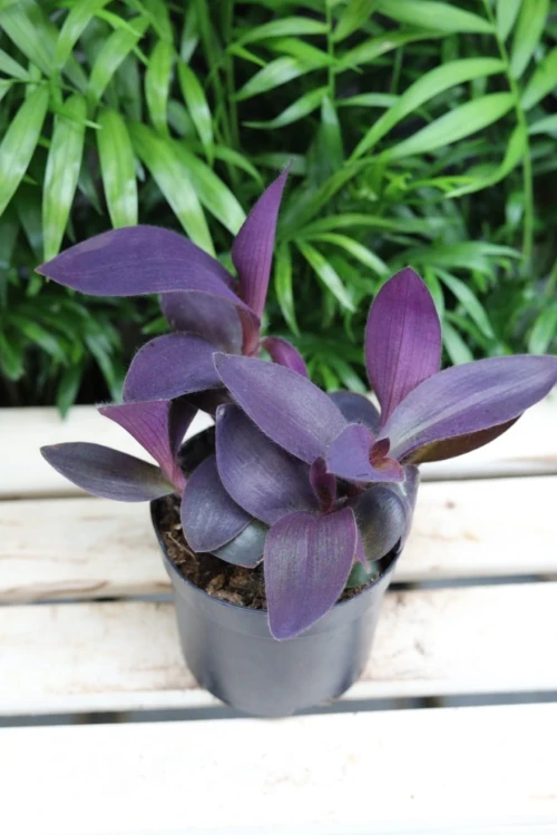 Trzykrotka ‘Purple Heart’ w aranżacji wnętrza – pnąca roślina doniczkowa, która wprowadza do przestrzeni intensywny kolor, świeżość i egzotyczny charakter.