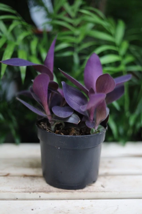 Tradescantia Purple Heart (Trzykrotka Purpurowa)
