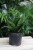 Sansevieria ‘Green Hahnii’ – kompaktowa roślina doniczkowa o rozetowym pokroju i ciemnozielonych, dekoracyjnych liściach. Idealna do małych przestrzeni.