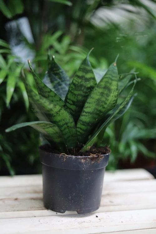 Sansevieria ‘Green Hahnii’ – kompaktowa roślina doniczkowa o rozetowym pokroju i ciemnozielonych, dekoracyjnych liściach. Idealna do małych przestrzeni.