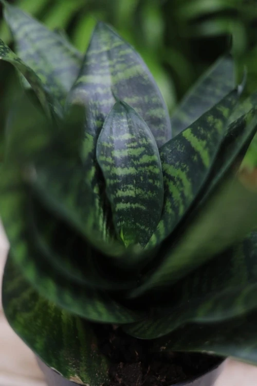 Zbliżenie liści Sansevieria ‘Green Hahnii’ ukazujące ich zwartą formę i głęboki zielony kolor. Roślina odporna, łatwa w pielęgnacji i bardzo dekoracyjna.
