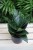 Sansevieria ‘Green Hahnii’ w aranżacji wnętrza – niewielka roślina doniczkowa, która wprowadza do przestrzeni minimalizm, świeżość i nowoczesny charakter.