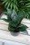 Sansevieria green hahni