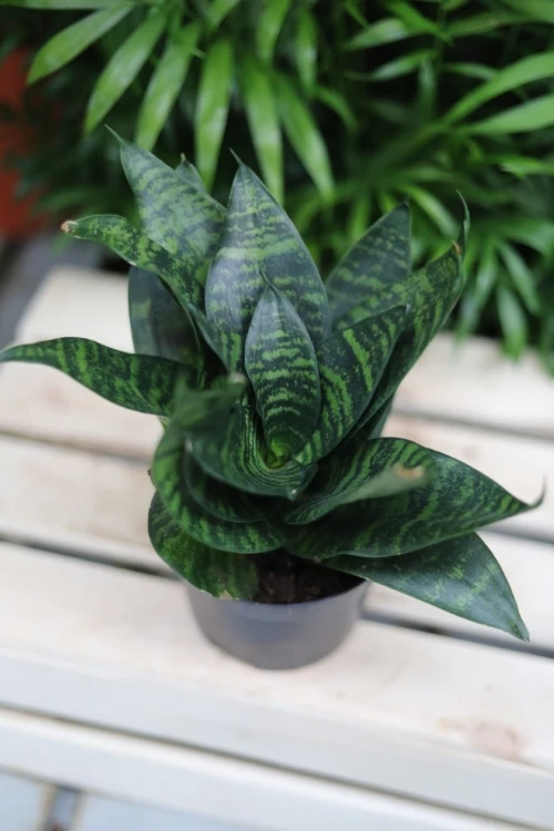 Sansevieria green hahni