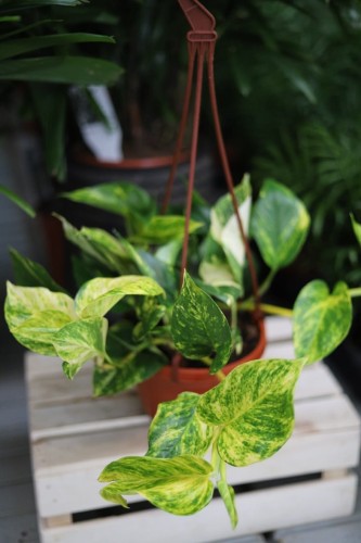 Epipremnum ‘Hicolor’ XL – efektowna roślina pnąca o zielonych liściach z kremowo-żółtymi, dekoracyjnymi przebarwieniami. Idealna do wiszących donic i wnętrz.