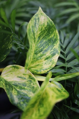 Zbliżenie liści Epipremnum ‘Hicolor’ XL ukazujące nieregularne, jasne variegacje i błyszczącą strukturę liści. Roślina łatwa w pielęgnacji i dekoracyjna.