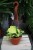 Philodendron scandens Brasil to roślina doniczkowa o sercowatych liściach z jasnozielonymi i żółtymi plamkami – idealna do domu i biura, które potrzebują naturalnej ozdoby.