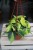 Philodendron Scandens brasil