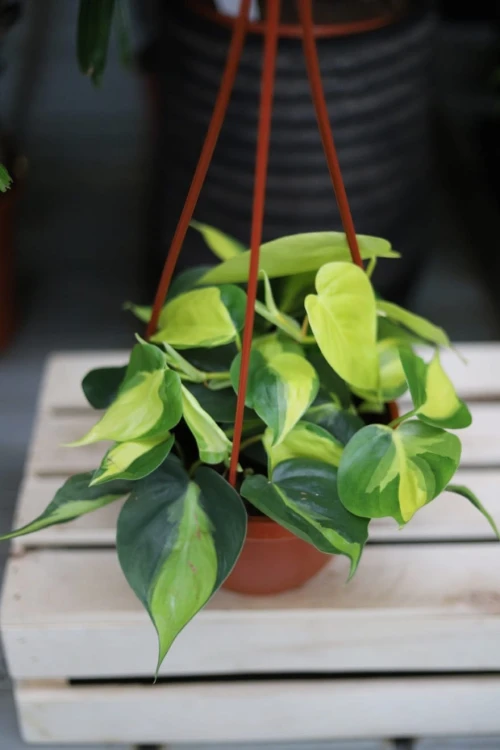 Philodendron Scandens brasil
