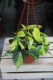 Philodendron Scandens brasil