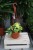 Filodendron Pnący Brasil