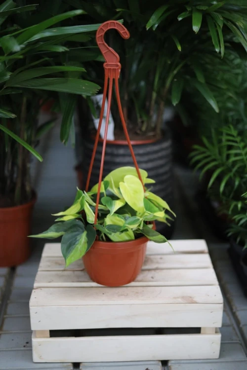 Filodendron Pnący Brasil