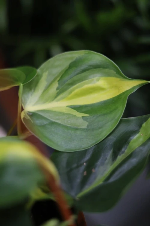 Filodendron Brasil Liść