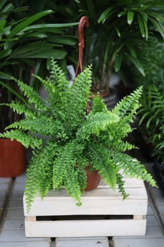 Nephrolepis exaltata to popularna roślina doniczkowa o bujnych, pierzastych, jasnozielonych liściach, idealna do domu i biura.