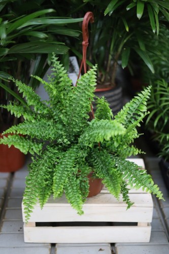 Nephrolepis exaltata xl