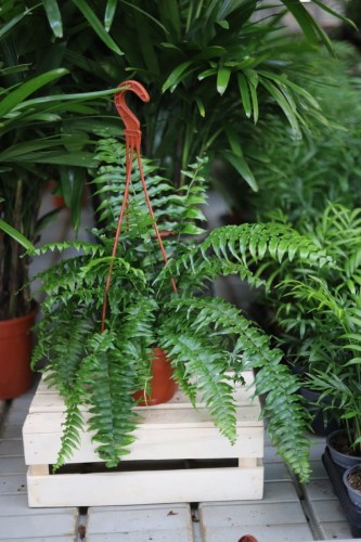 Nephrolepis exaltata ‘Macho’ – efektowna paproć o dużych, gęstych, intensywnie zielonych liściach. Idealna do wnętrz w stylu urban jungle.