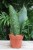 Sansevieria aubrytiana – efektowna roślina doniczkowa o szerokich, sztywnych liściach z delikatnym, naturalnym wzorem. Idealna do nowoczesnych wnętrz.