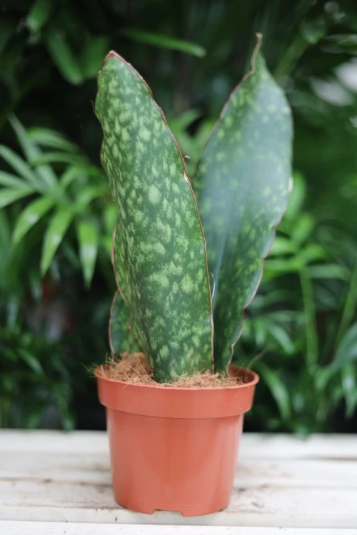 Sansevieria aubrytiana – efektowna roślina doniczkowa o szerokich, sztywnych liściach z delikatnym, naturalnym wzorem. Idealna do nowoczesnych wnętrz.