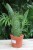 Sansevieria aubrytiana w aranżacji wnętrza – minimalistyczna roślina doniczkowa, która wprowadza do przestrzeni elegancję, świeżość i nowoczesny charakter.