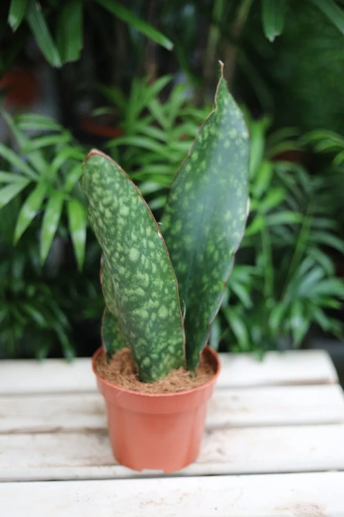 Sansewieria aubrytiana