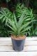 Sansevieria ‘Boogie Woogie’ – efektowna roślina doniczkowa o falistych, sztywnych liściach w odcieniach zieleni i srebra. Idealna do nowoczesnych wnętrz.