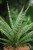 Zbliżenie liści Sansevieria ‘Boogie Woogie’ ukazujące ich pofalowaną strukturę i dekoracyjne, marmurkowe wybarwienie. Roślina łatwa w pielęgnacji i bardzo odporna.