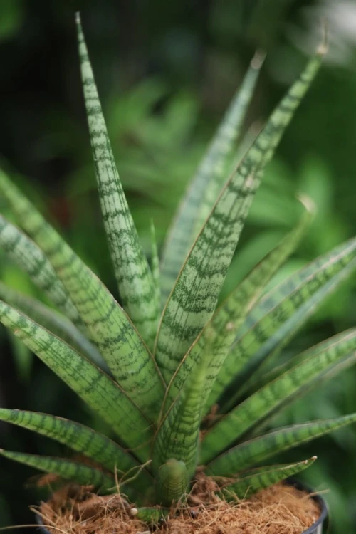 Zbliżenie liści Sansevieria ‘Boogie Woogie’ ukazujące ich pofalowaną strukturę i dekoracyjne, marmurkowe wybarwienie. Roślina łatwa w pielęgnacji i bardzo odporna.