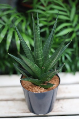 Sansevieria ‘Dark Lady’ – efektowna roślina doniczkowa o bardzo ciemnych, niemal czarnych liściach. Idealna do minimalistycznych i nowoczesnych wnętrz.